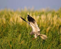 Wiesenweihe - Zum Vergroessern klicken!